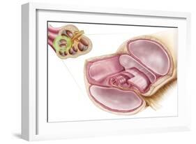 Medical Illustration of Endolymph in the Membranous Labyrinth of the Inner Ear-null-Framed Art Print