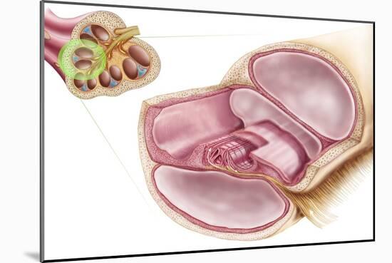 Medical Illustration of Endolymph in the Membranous Labyrinth of the Inner Ear-null-Mounted Art Print