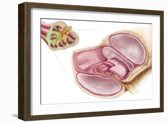 Medical Illustration of Endolymph in the Membranous Labyrinth of the Inner Ear-null-Framed Premium Giclee Print