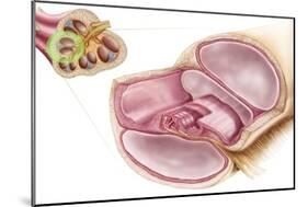 Medical Illustration of Endolymph in the Membranous Labyrinth of the Inner Ear-null-Mounted Premium Giclee Print