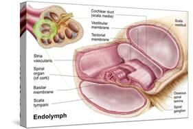 Medical Illustration of Endolymph in the Membranous Labyrinth of the Inner Ear-null-Stretched Canvas