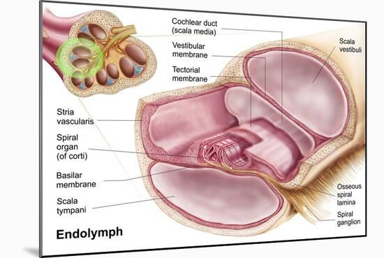 Medical Illustration of Endolymph in the Membranous Labyrinth of the Inner Ear-null-Mounted Art Print