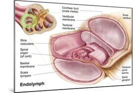 Medical Illustration of Endolymph in the Membranous Labyrinth of the Inner Ear-null-Mounted Art Print