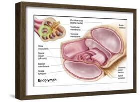 Medical Illustration of Endolymph in the Membranous Labyrinth of the Inner Ear-null-Framed Art Print