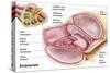 Medical Illustration of Endolymph in the Membranous Labyrinth of the Inner Ear-null-Stretched Canvas