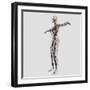 Medical Illustration of Female Arteries, Veins And Lymphatic System-Stocktrek Images-Framed Photographic Print