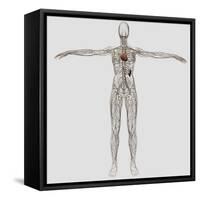 Medical Illustration of Female Lymphatic System with Heart-Stocktrek Images-Framed Stretched Canvas