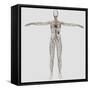 Medical Illustration of Female Lymphatic System with Heart-Stocktrek Images-Framed Stretched Canvas