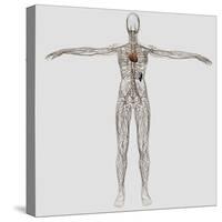 Medical Illustration of Female Lymphatic System with Heart-Stocktrek Images-Stretched Canvas