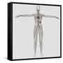 Medical Illustration of Female Lymphatic System with Heart-Stocktrek Images-Framed Stretched Canvas