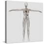 Medical Illustration of Female Lymphatic System with Heart-Stocktrek Images-Stretched Canvas