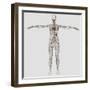 Medical Illustration of Female Lymphatic System with Heart-Stocktrek Images-Framed Photographic Print