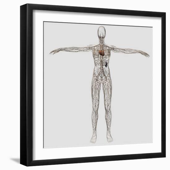 Medical Illustration of Female Lymphatic System with Heart-Stocktrek Images-Framed Photographic Print