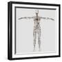 Medical Illustration of Female Lymphatic System with Heart-Stocktrek Images-Framed Photographic Print