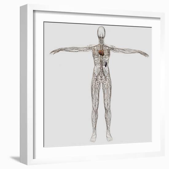 Medical Illustration of Female Lymphatic System with Heart-Stocktrek Images-Framed Photographic Print