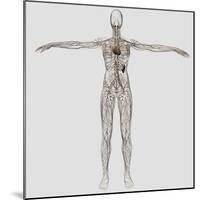 Medical Illustration of Female Lymphatic System with Heart-Stocktrek Images-Mounted Photographic Print