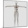Medical Illustration of Female Lymphatic System with Heart-Stocktrek Images-Mounted Photographic Print