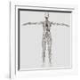 Medical Illustration of Female Lymphatic System with Heart-Stocktrek Images-Framed Photographic Print