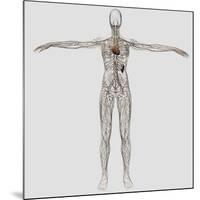 Medical Illustration of Female Lymphatic System with Heart-Stocktrek Images-Mounted Photographic Print