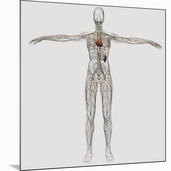 Medical Illustration of Female Lymphatic System with Heart-Stocktrek Images-Mounted Photographic Print