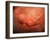 Medical Illustration of Fetus Development at 24 Weeks-null-Framed Art Print