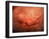 Medical Illustration of Fetus Development at 24 Weeks-null-Framed Art Print