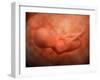 Medical Illustration of Fetus Development at 24 Weeks-null-Framed Art Print