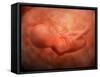 Medical Illustration of Fetus Development at 24 Weeks-null-Framed Stretched Canvas