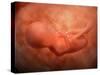 Medical Illustration of Fetus Development at 24 Weeks-null-Stretched Canvas