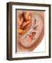 Medical Illustration of Fetus Development at 36 Weeks-null-Framed Art Print