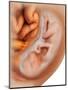Medical Illustration of Fetus Development at 36 Weeks-null-Mounted Art Print