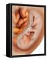 Medical Illustration of Fetus Development at 36 Weeks-null-Framed Stretched Canvas