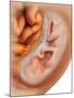 Medical Illustration of Fetus Development at 36 Weeks-null-Mounted Art Print