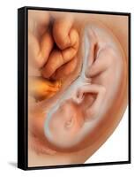 Medical Illustration of Fetus Development at 36 Weeks-null-Framed Stretched Canvas