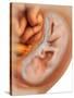 Medical Illustration of Fetus Development at 36 Weeks-null-Stretched Canvas