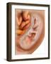 Medical Illustration of Fetus Development at 36 Weeks-null-Framed Art Print