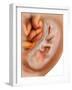 Medical Illustration of Fetus Development at 36 Weeks-null-Framed Art Print