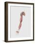 Medical Illustration of Human Arm Muscles, Veins and Nerves-Stocktrek Images-Framed Art Print