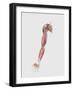 Medical Illustration of Human Arm Muscles, Veins and Nerves-Stocktrek Images-Framed Art Print