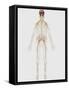 Medical Illustration of Peripheral Nervous System with Brain-Stocktrek Images-Framed Stretched Canvas