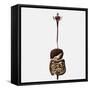 Medical Illustration of the Human Digestive System-Stocktrek Images-Framed Stretched Canvas