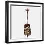 Medical Illustration of the Human Digestive System-Stocktrek Images-Framed Photographic Print