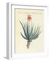 Medical Plants-null-Framed Giclee Print