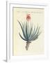 Medical Plants-null-Framed Giclee Print