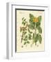 Medical Plants-null-Framed Giclee Print