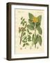 Medical Plants-null-Framed Giclee Print