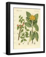 Medical Plants-null-Framed Giclee Print