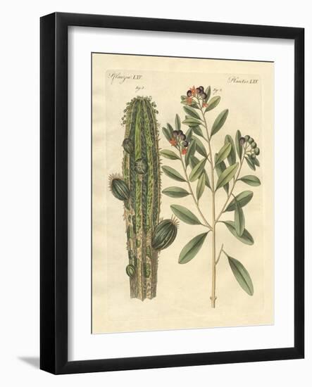 Medical Plants-null-Framed Giclee Print