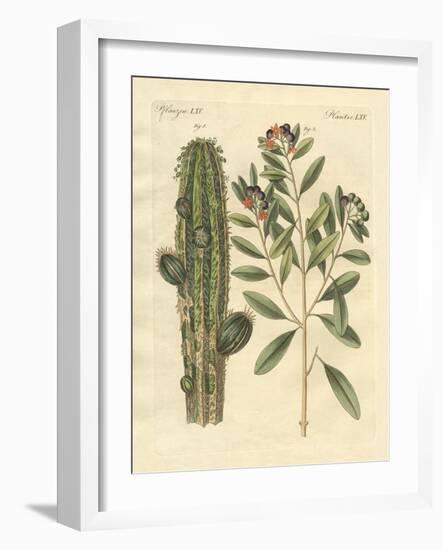 Medical Plants-null-Framed Giclee Print