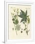 Gramercy White